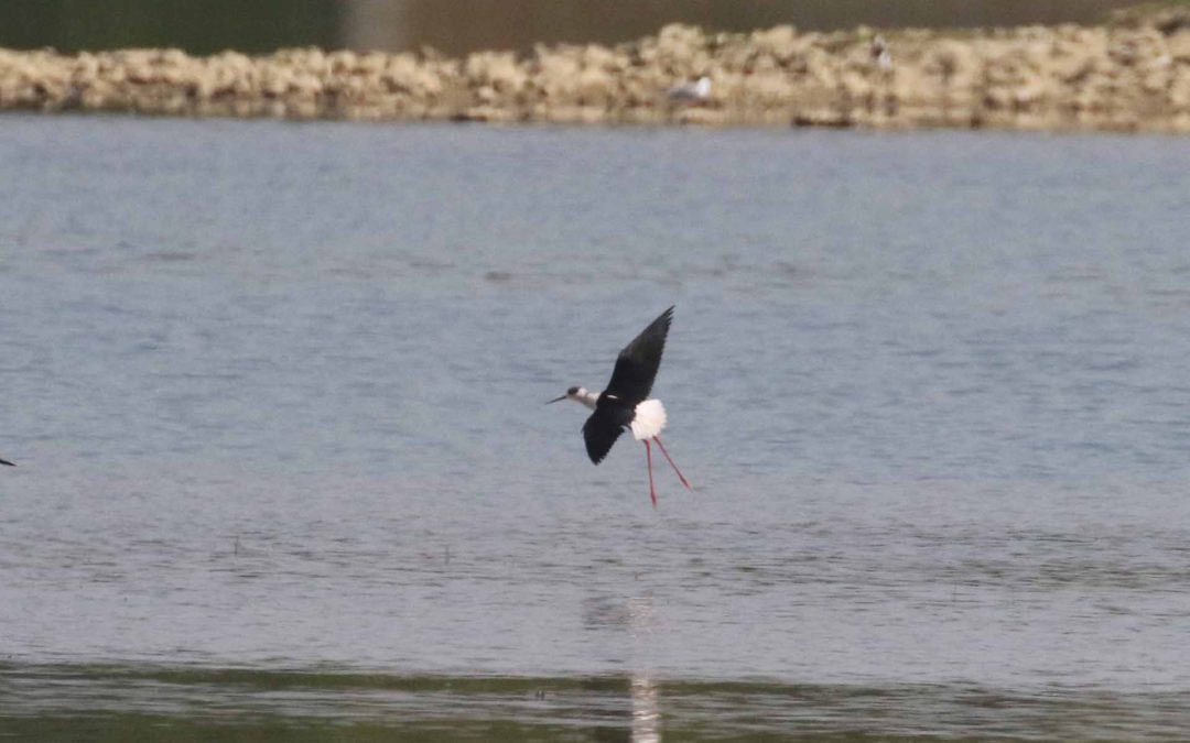 Black Winged Stilt Rutland 18 May 2018 (27)