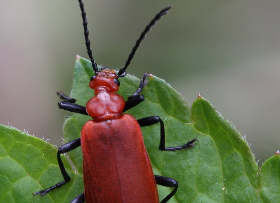 Cardinal-beetle_Priors-coppiceKR