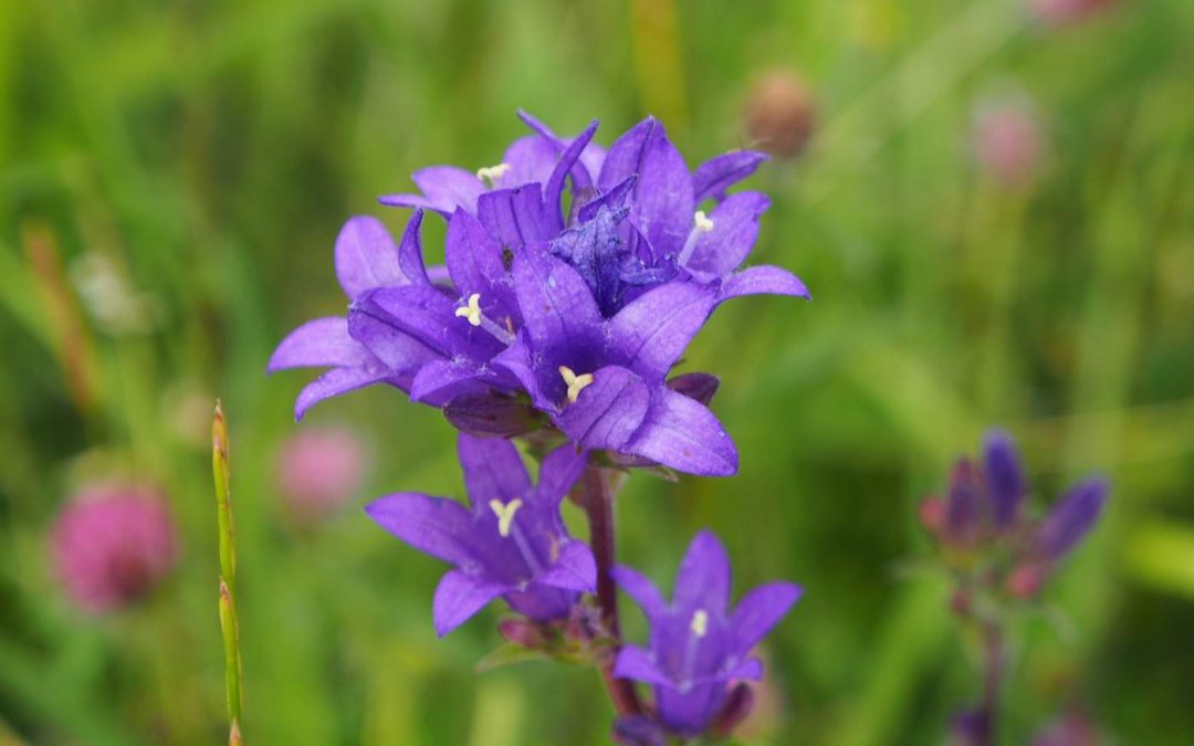 Clustered-BellflowerRE