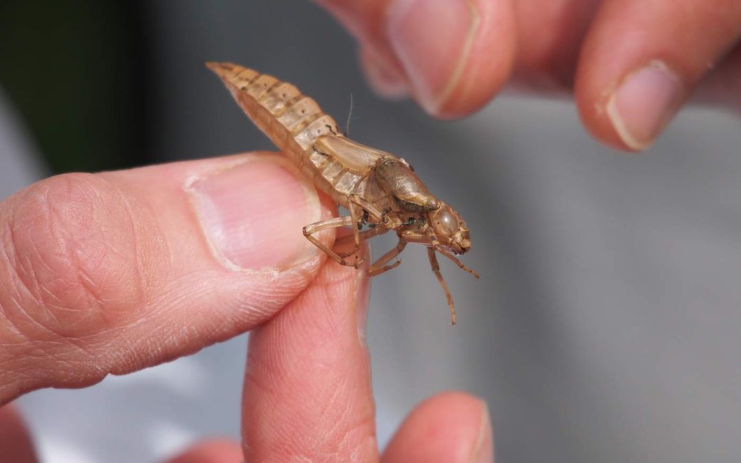 Dragonfly-larval-caseRE