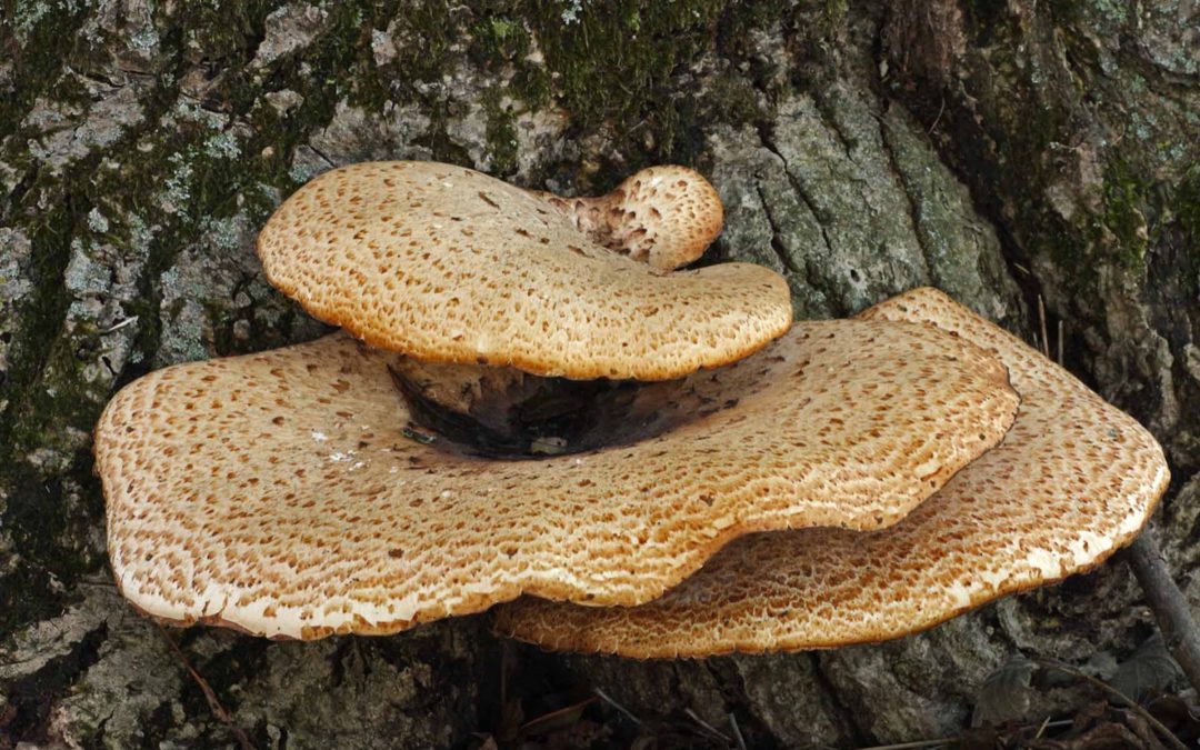 Dryads-saddle_BraunstonKR