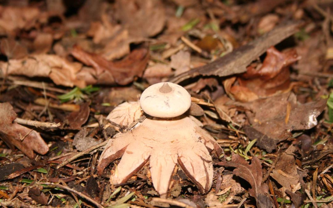 Earth Star 3