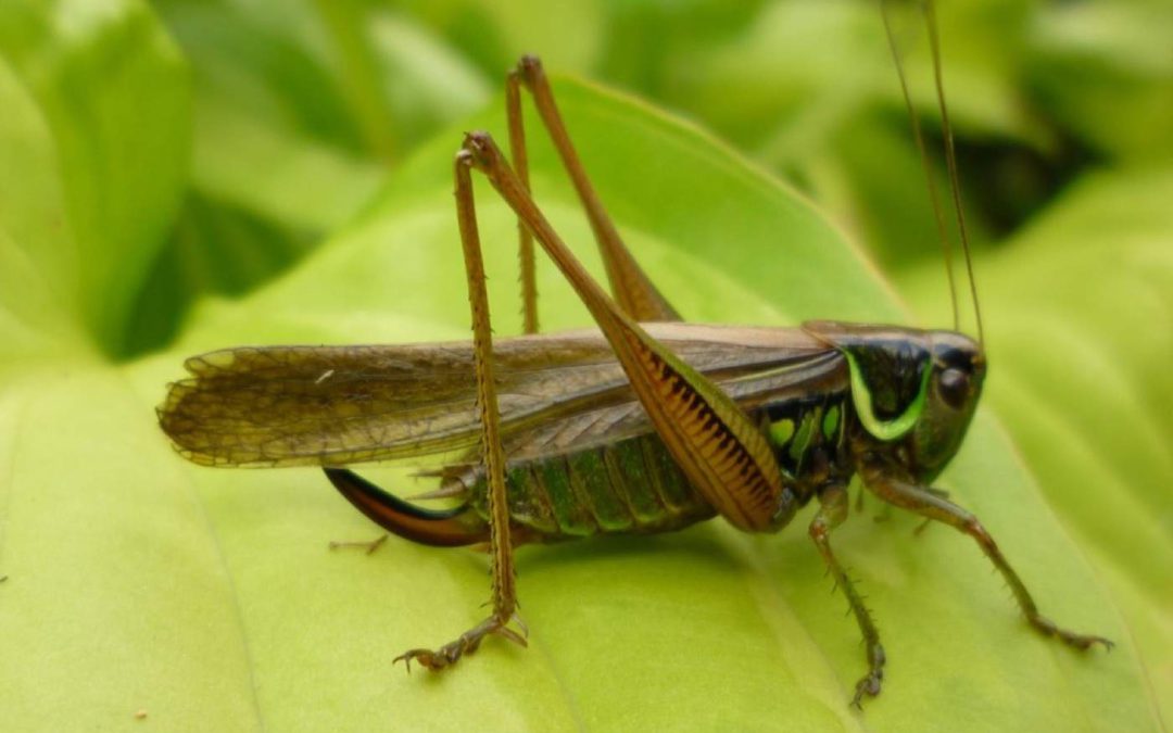 Female-Roesels-Bush-Cricket,-Macropterous-formPR