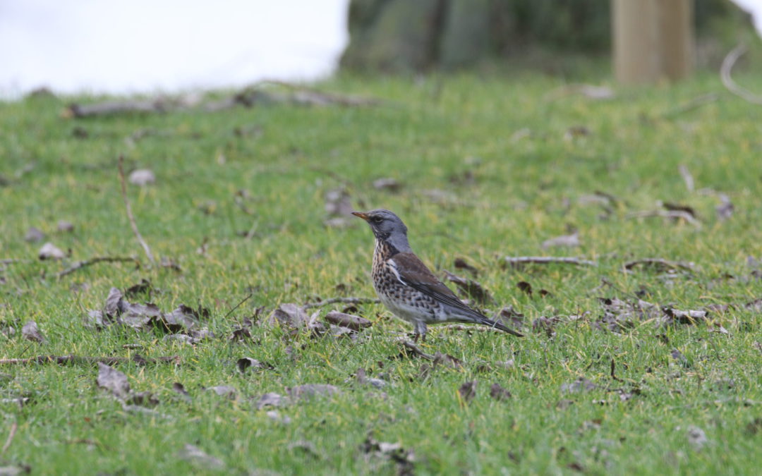 Fieldfare  Feb 2019