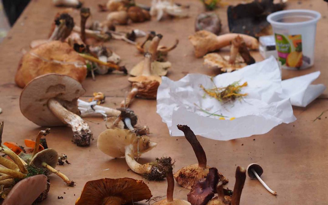 Fungal Foray 2015