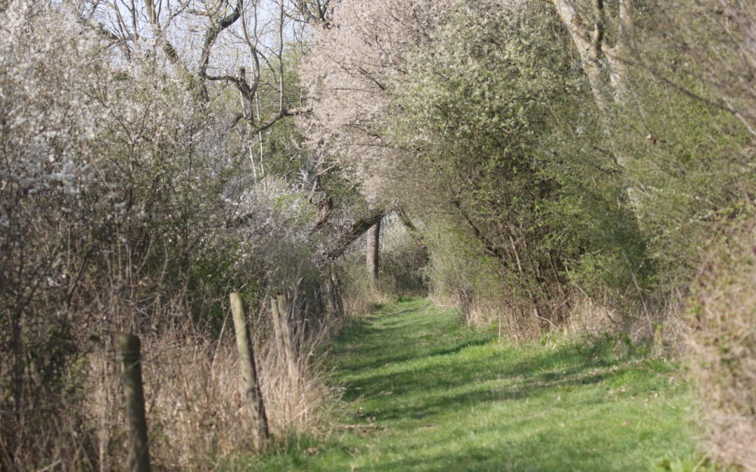 Glapthorn Cow Pastures (1)