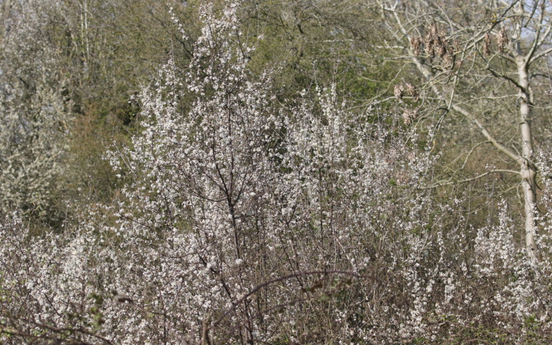 Glapthorn Cow Pastures (3)