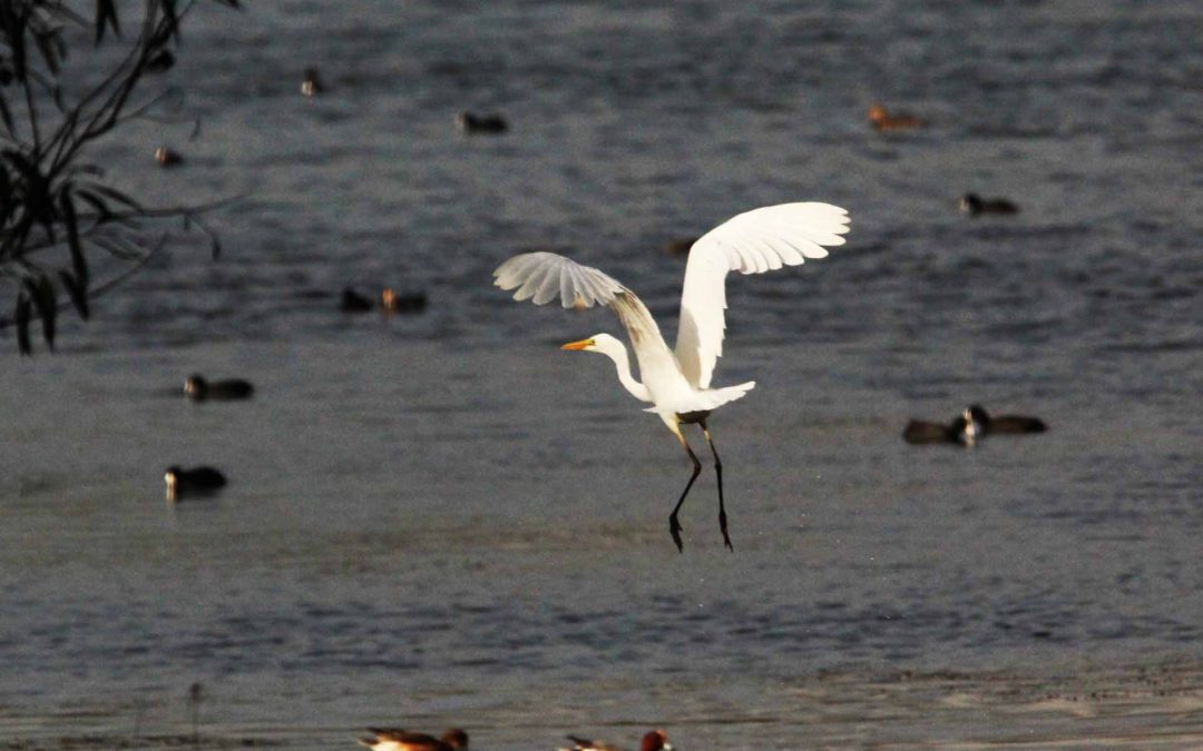 great-white-egret-39