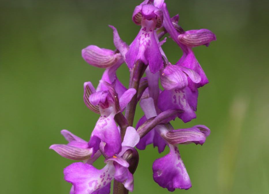 Green-winged-orchid_Cribbs-MeadowKR