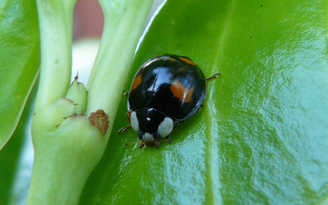 Harlequin-BeetleDP