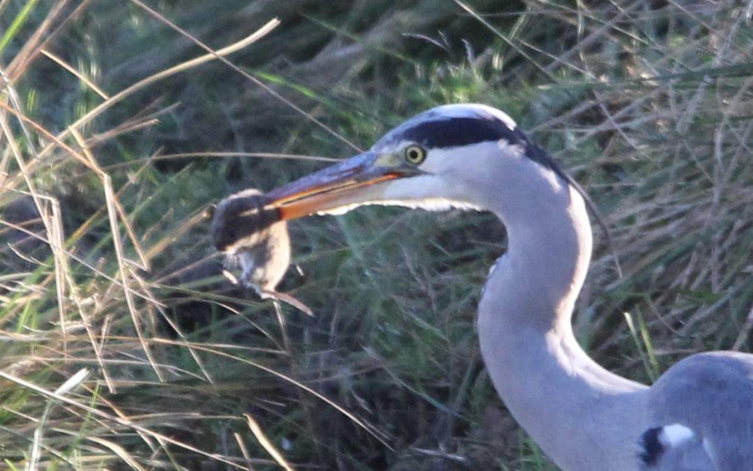 heron-eating-field-vole-73