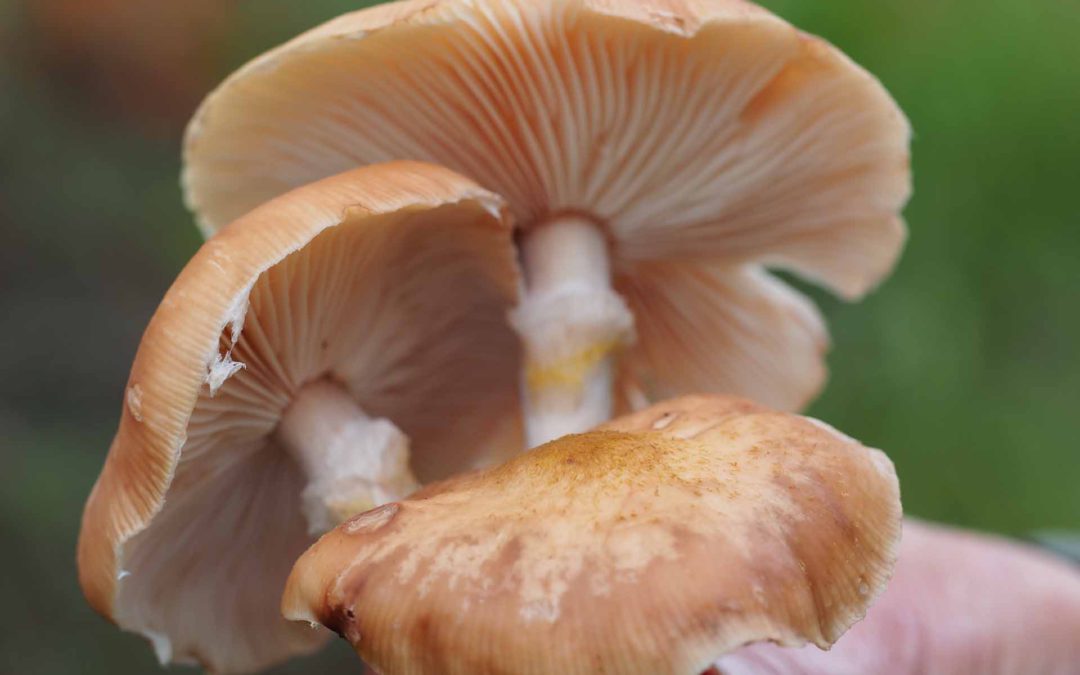 Honey Fungus