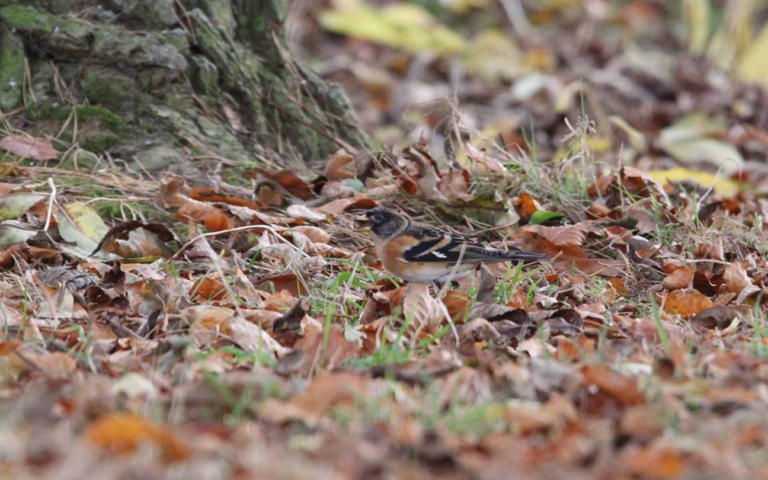 Brambling