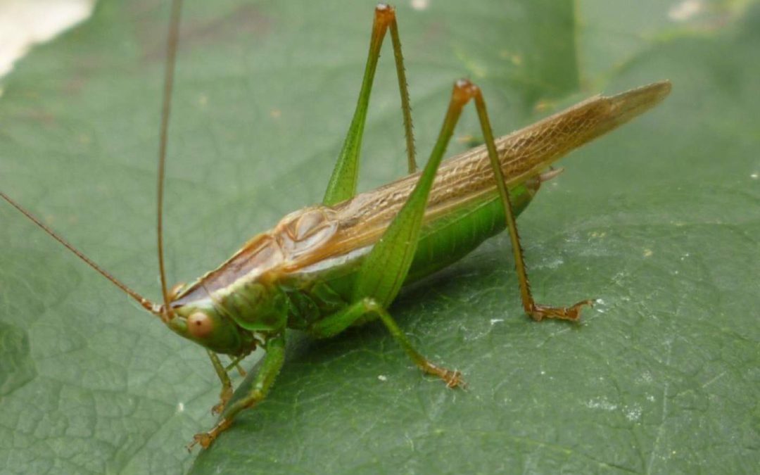 Long-Winged-ConeheadPR