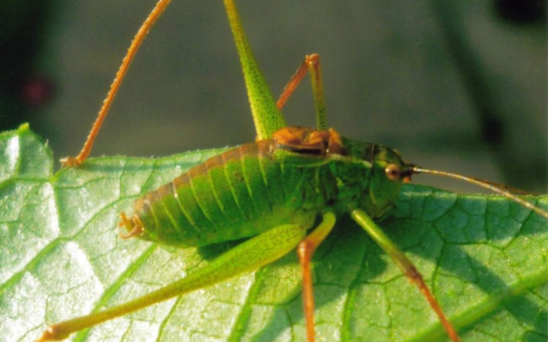 Male,-Speckled-B-Cricket-2011PR