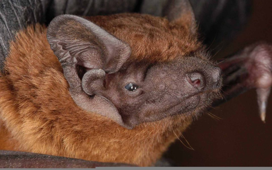 Noctule portrait