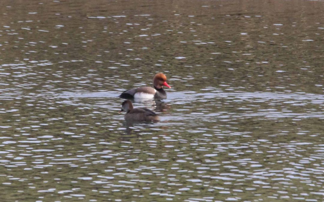 Red Crested Pochard 18