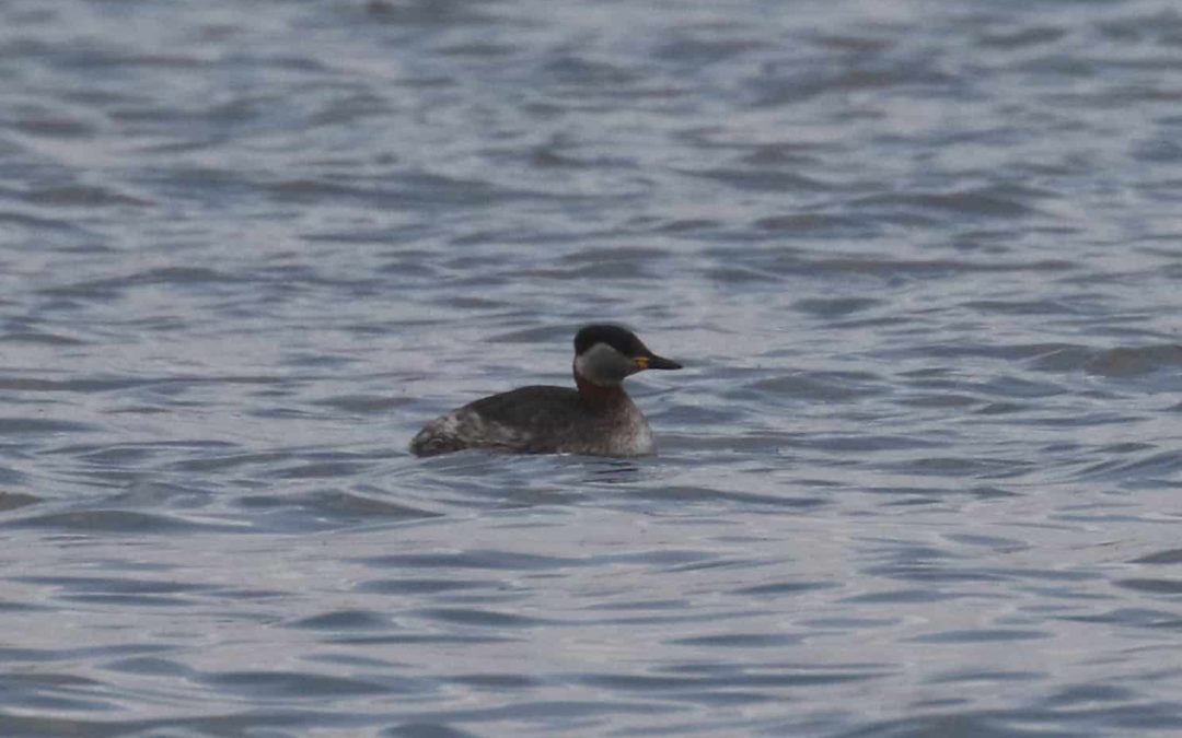 Red Necked Grebe Lyndon 11 March 2018 (12)