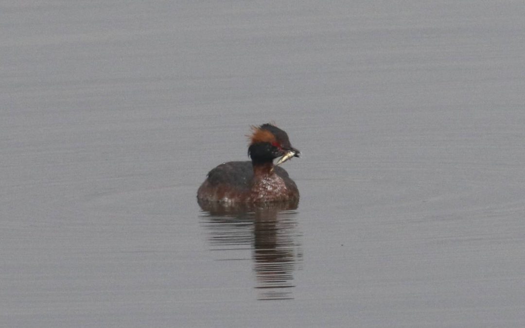 Slavonian Grebe Rutland Water 7th April 2018 (80)