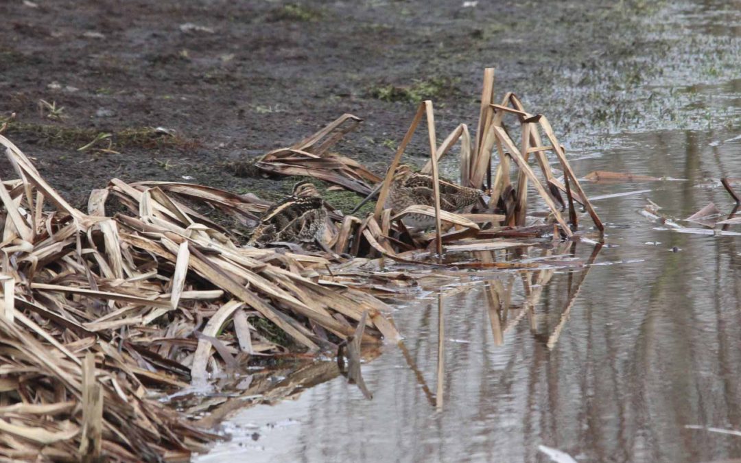 snipe-rutland-water-25