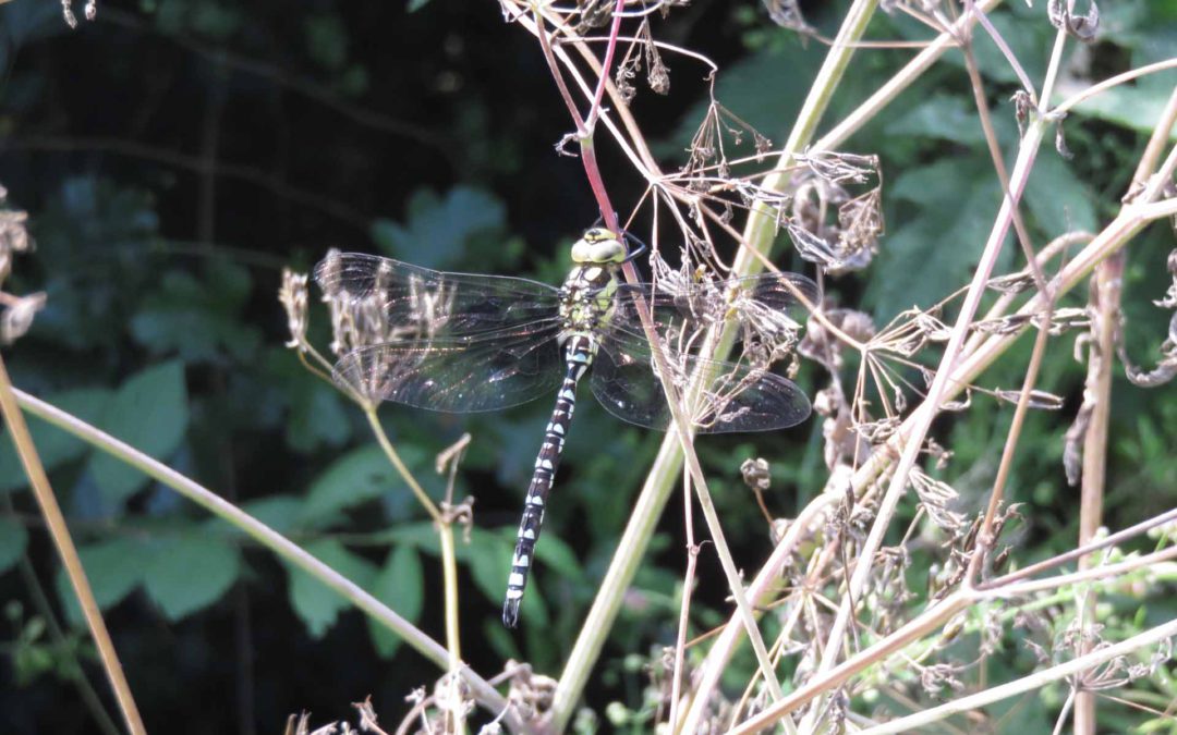 Southern Hawker