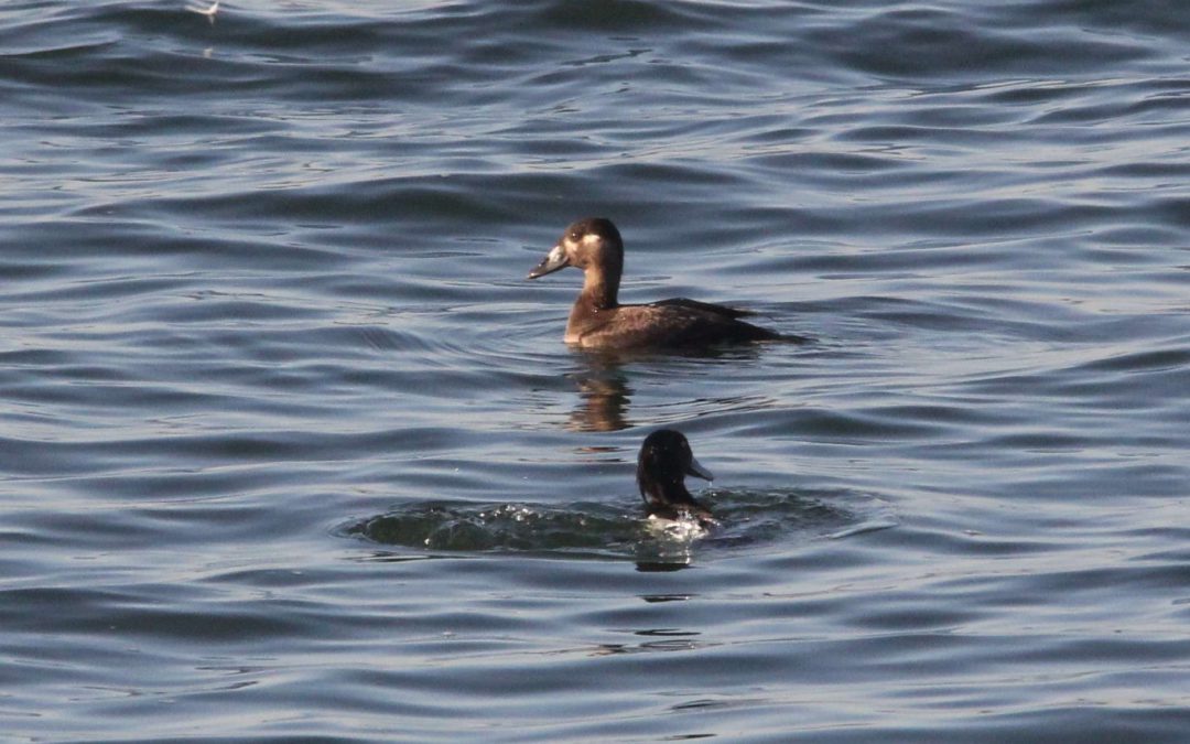 surf-scoter-115