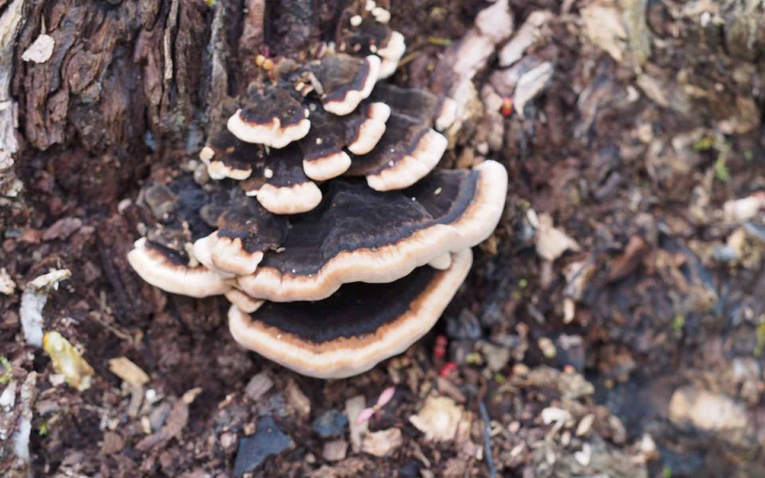 Turkey Tail