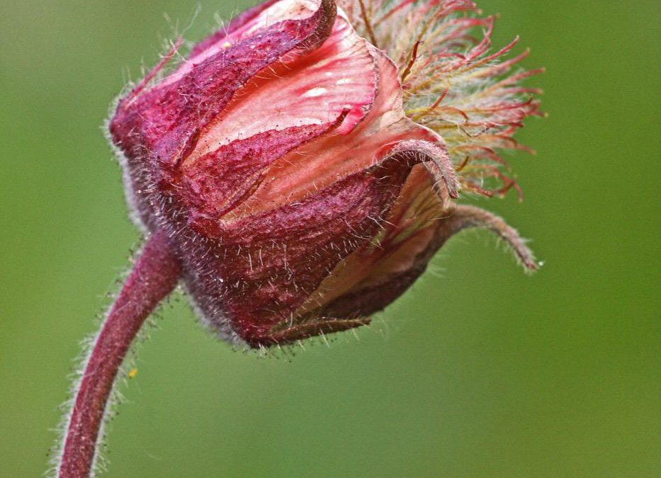 Water-avens_Priors-coppiceKR