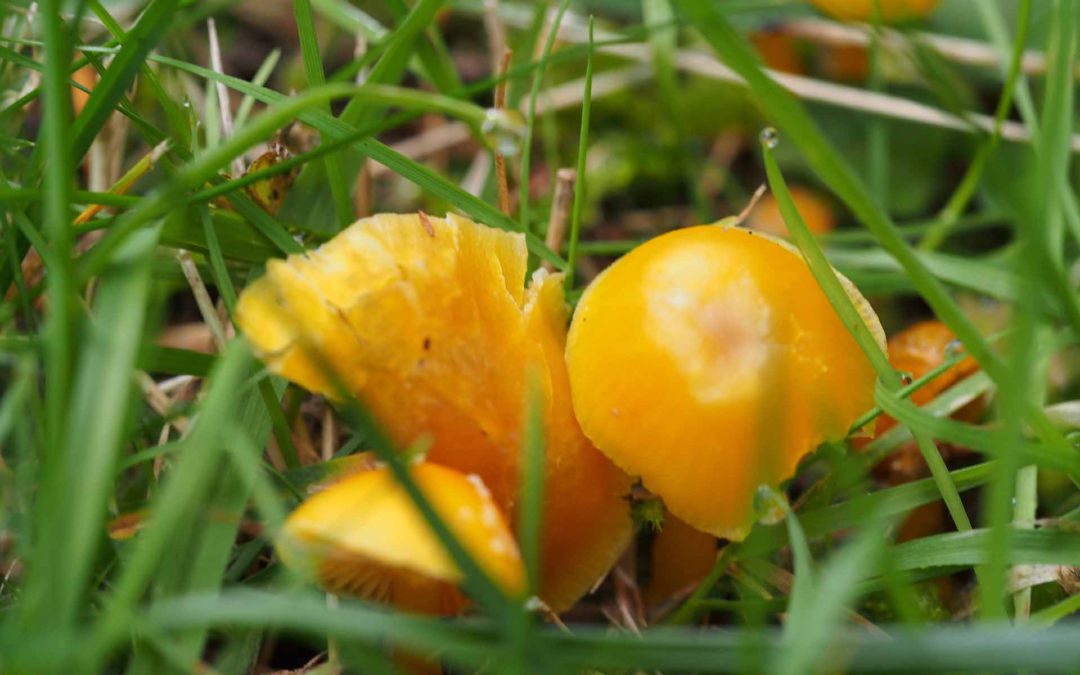 Waxcaps