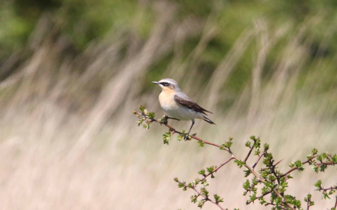 Wheatear NL 9