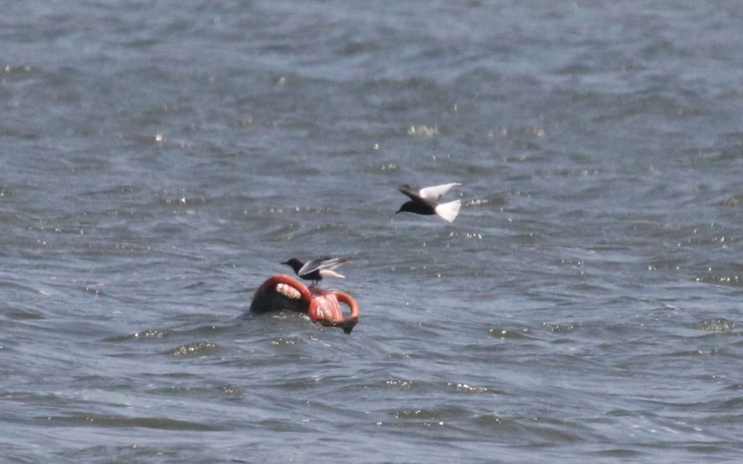 White-winged Tern Eyebrook 22 May 2018 (26)