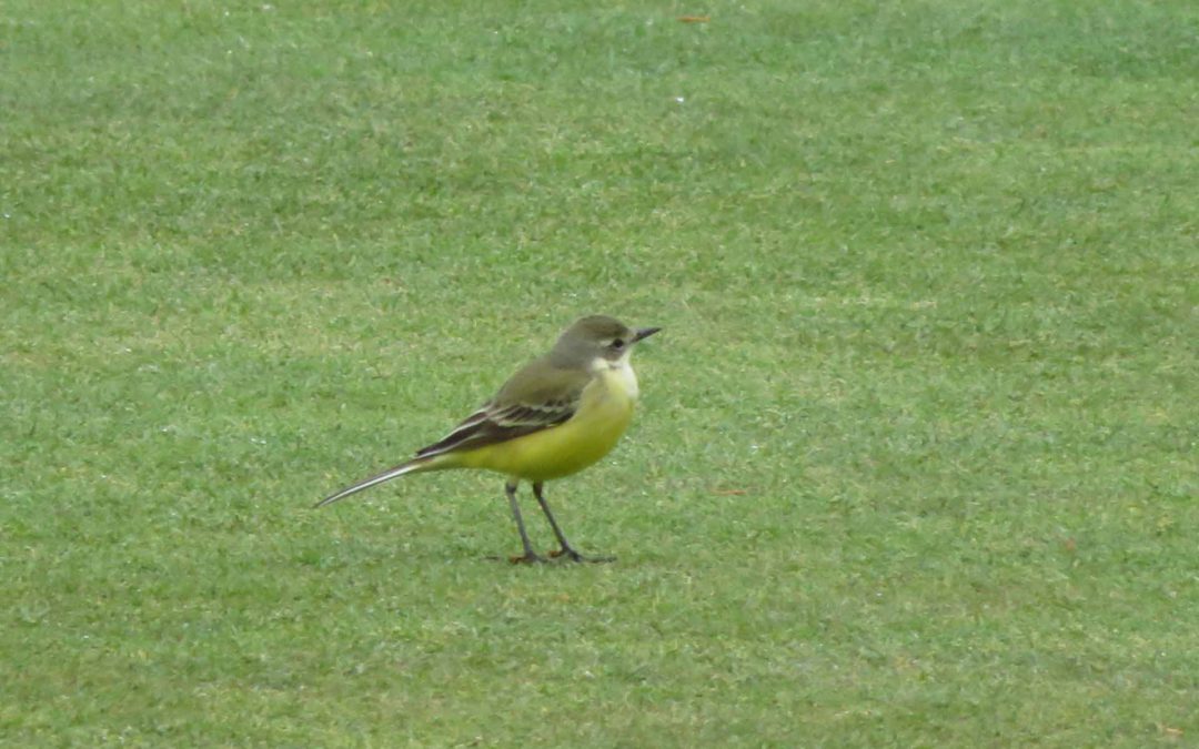 Yellow Wagtail 28