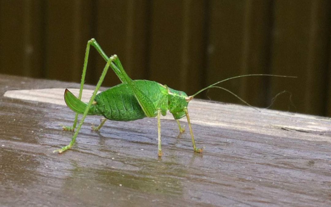 female-Speckled-Bush-Cricket-(c-Becky-Corby)